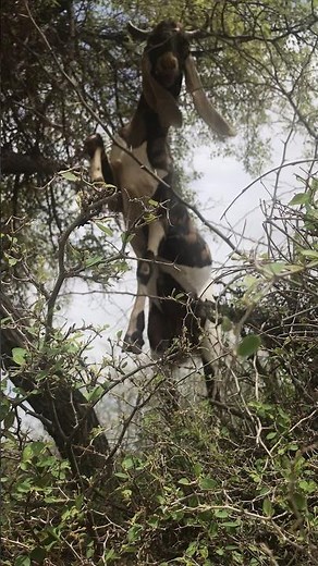 Amazing Goat Jumps High on Tree 🌳🐐 | Unbelievable Goat Power