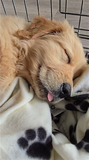 Cute puppy sleeping! #goldenretriever #puppy #cute #animalvideos #cuteanimals #cutedog #cutepuppy