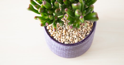 How to Plant Succulents | Succulents and Sunshine