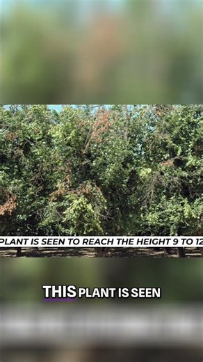 Hazelnut's Secrets: From Shrub to Your Snack - You Won't Believe This! #shorts