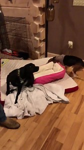 Barney is now officially in his forever home! He will be called Bailey, to erase the misery he endured in that barn. On to bigger and better things with a pack and two loving parents! Thank you to Sabra and Steve for making the trip to get him Here’s to the best, for the rest ❤️ | Gremlin - The Mr Mo Project