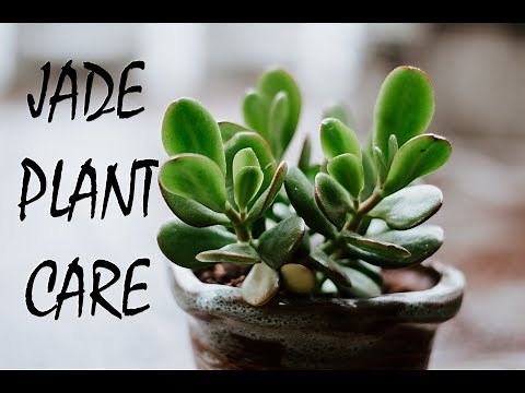 Jade Plant Care