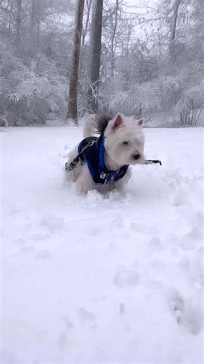 Snow fall . #westie #westiegram #westiemoments #westiesofinstagram #westielove #westhighlandwhiteterrier #dogsofinstagram #dog #westielife #westies #westhighlandterrier #dogs #westiepuppy #puppy #westietude #westielover #westiedog #westitude #westieoftheday #westiebestie #whwt #westiemania #westiesofig #terrier #westieworld #westiesarethebest #dogstagram #instadog #westielovers #dogoftheday | Moments with Westie