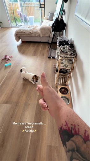 “Dramatic” my left paw! I am an actress mum! #jackrussell #dog #puppylove #acting #dogtok