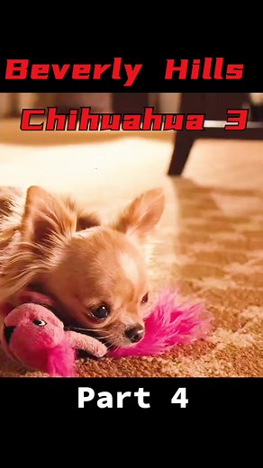 Beverly Hills Chihuahua Movie Sequel: Explained Ending and Characters