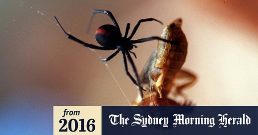 Redback spider bites: the facts