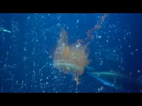 A walkthrough at Monterey Bay Aquarium | Sustainable Seafood, Ocean Conservation & Seafood Watch