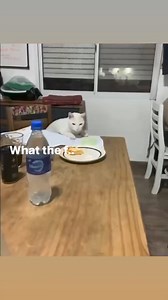 2.1K views · 32 reactions | Lovely Cats on Reels | Facebook