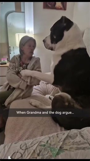 Sweet Big Dog with a Gentle Heart 🐕💖
