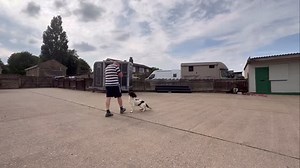  STOP Means STOP  The stop whistle is one of the few gundog...