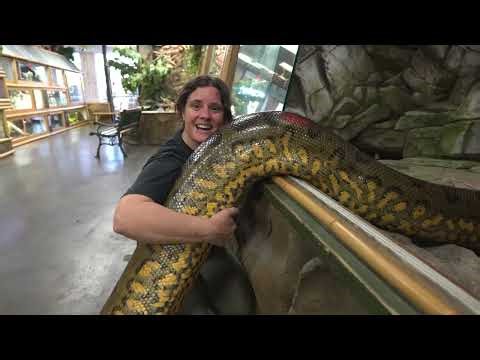 Our New 150lb Anaconda Arrival… Gone Wrong 😂