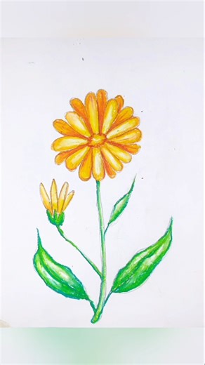 how to Draw a Calendula || Easy Flower Drawing #shorta #shorts #ytshorts #yt #tranding
