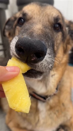 Django Smiles on Instagram: "Who knew?! 🍍"