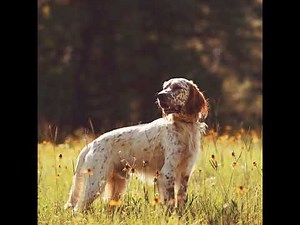 Treatment and Prevention of Lyme Disease in Dogs