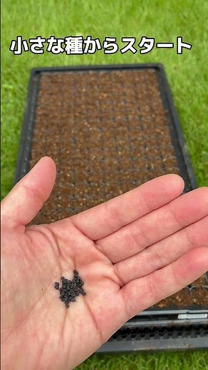 【玉ねぎ自給への第一歩】3種類の玉ねぎを種から育てます🧅