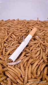 3.9M views · 39K reactions | 10 000 Mealwormsvs. Big cactusCigaretteMini crab呂Visit https://wormlapse.info and share your ideas on what to feed the worms! #food #timelapse #Mealworms | WormLapse | Facebook