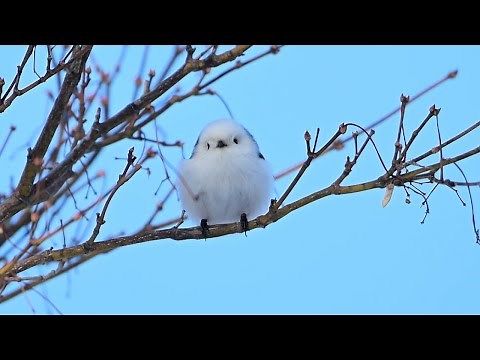 モフモフかわいい「雪の妖精」 やっと出会えたシマエナガ