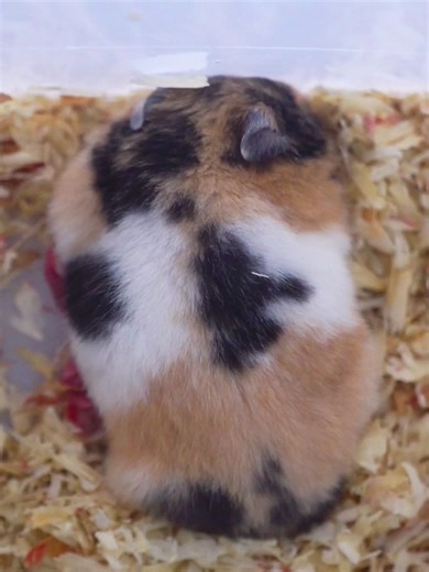 Trico Calico Hamster Care Guide