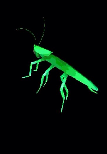 Rainbow cockroach spinning