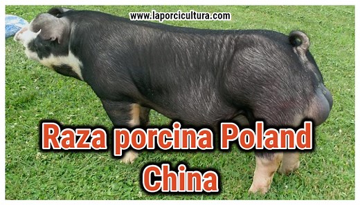 ▷Raza de cerdo Poland china 【Informacion Actualizada】✔