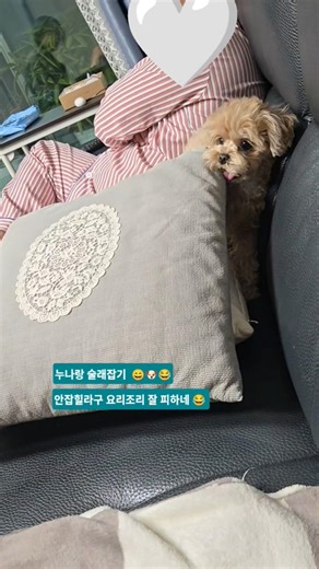 술래잡기 #714일 #24개월말티푸 #쪼꼬미 #보리 #누나랑 #술래잡기 #놀이 #나잡아봐라 #신난다 #재밌는 #cute #반려견 #강아지 #말티푸 #4월2일 #목요일