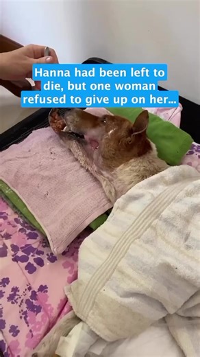 Fighting for Life: Support This Sweet Pup