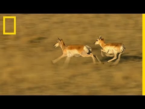 Rare : l'antilope d'Amérique, la plus rapide de l'ouest