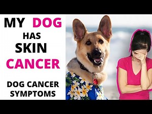 MY DOG HAS SKIN CANCER: (Shows what Dog Cancer looks like)