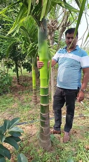 Areca plants just completed 3 .5 months ,sample of yield