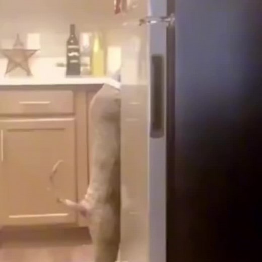 Animals just being animals