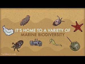 What's The Word: Intertidal