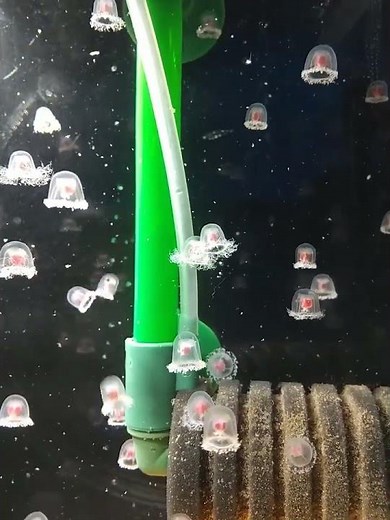 不老不死のベニクラゲ（東日本産）の飼育展示＾＾by湯浅城にて＾＾#中道いいじゃん