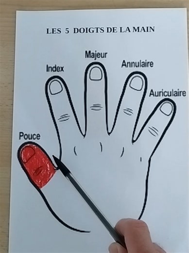 Les noms des 5 doigts de la main en français