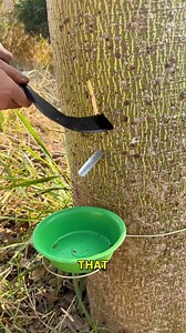 The Art of Rubber Tapping A Quick Guide. #RubberTapping #NatureMagic #SustainableHarvest #LatexCollection | Doraya Jennings