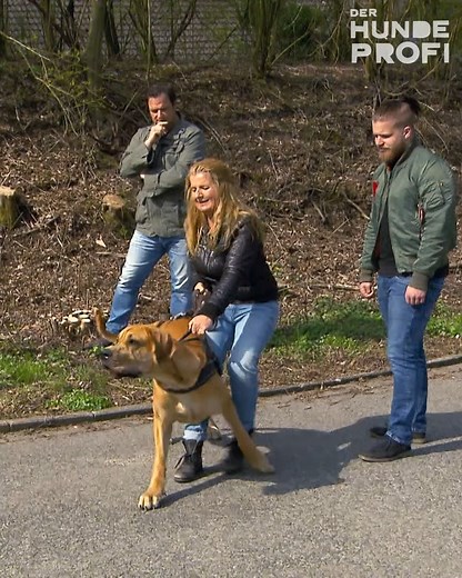 Doggen-Fan Alexandra wollte sich mit der Anschaffung von Krümmel eigentlich einen Lebenstraum erfüllen. Doch die 70 Kilo schwere Deutsche Dogge hat an der Leine ordentlich Power und schleift ihr Frauchen gnadenlos hinter sich her. 🥵 Ob Martin Rütter dieses Problem lösen kann? Das seht ihr diesen Samtag um 16:55 Uhr bei "Der Hundeprofi". | VOX
