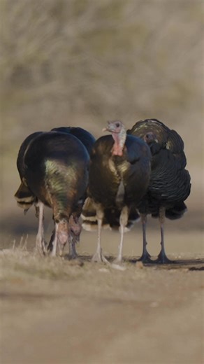 Time for some turkey talk… 👀 Turkeys have excellent vision and can hone in on noises from a mile away. 👃🏼 The fleshy appendage draping over a turkey’s beak is called a snood. That’s also the name of a hair accessory. 😢 100 years ago, turkeys almost disappeared from Texas due to unregulated hunting and loss of habitat. 🦃 Thanks to conservation efforts, Texas now has some of the highest densities of turkeys in the country, with wild turkeys inhabiting over 200 counties throughout the state. |