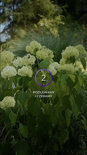 Hortensja Annabelle powraca do życia w 10 minut! #ogrodowesprawy #flowers #hortensje