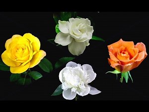 LG HD Demo: Flowers