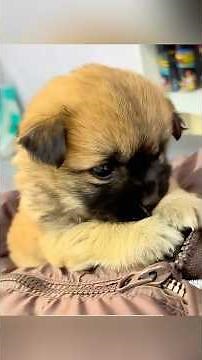 This girl found a lonely puppy by the roadside and gave it a home