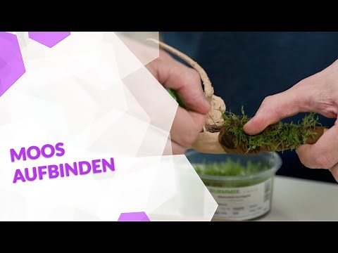 Moos richtig aufbinden - so bepflanzt du dein Aquarium mit schicken Moosen!