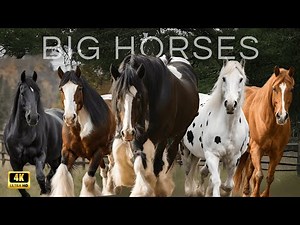 The Biggest HORSE breeds in the WORLD (for equine lovers)