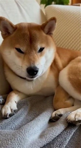 A Sleepy Shiba Inu Fighting to Stay Awake #shorts