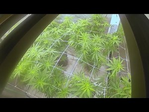 Missouri marijuana: What to know if you plan to grow