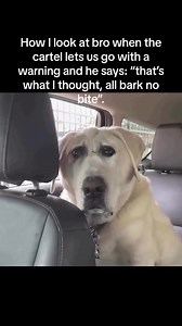 Meme Machine on Reels