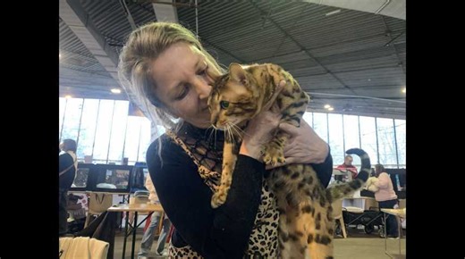 Exposition féline de Cambrai: nos 4 chats préférés avec Manon, 10 ans