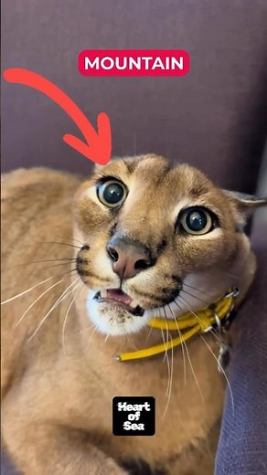 Mysterious Big Cat: Secrets of the Puma