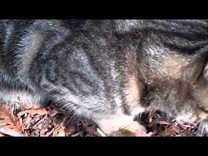 Cat Eats Mouse Alive