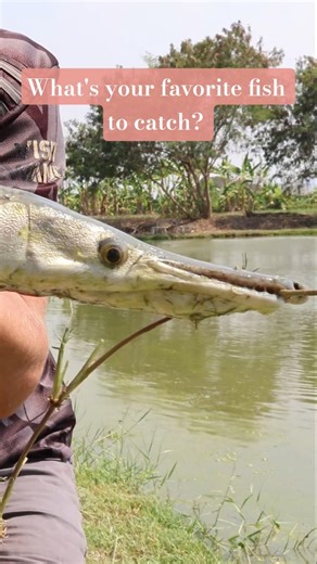 Baby Alligator Gar! Prehistoric Looking Fish 🐟 It's cute and ugly at the same time 🤣