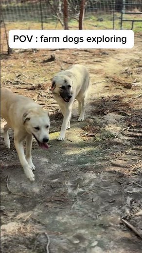 Farm Adventure: Dogs Roaming Free POV | Adorable Canine Explorers #FarmDogs #DogAdventures