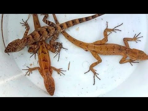 Unbelievable Hunting lizard, catch beautiful lizards